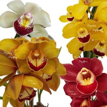 Imagem de Kit 3 Orquídeas Cymbidium Mistas Plantas Adultas - Orquiflora
