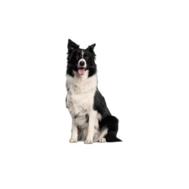 Imagem de Tapete Canino Lavável Pet Em Oferta 4Un M - 60 X 80 Cm - Shelby Moda P