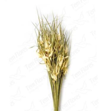 Imagem de Capim Estrela Azul Flor Desidratada Buque Flores Secas - Tem Flores