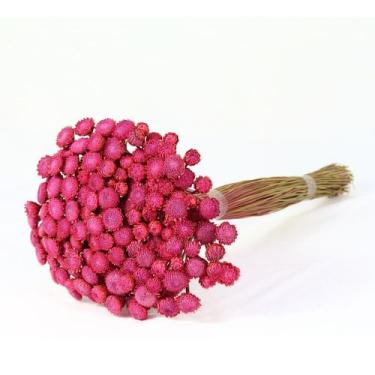 Imagem de Planta Seca Botão Dourado Desidratado Pink - Pense Flores