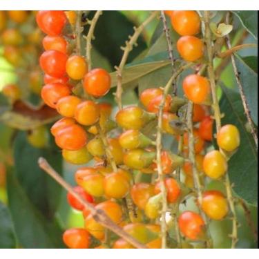 Imagem de Muda Fruta de tucano ou Pau -viola ou tucaneira Atrai Pássaros - no-br