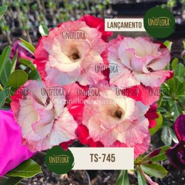 Imagem de Rosa do Deserto ROXA DOBRADA COR NOVA TS745 - UNIFLORA