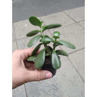 Imagem de Suculenta Planta Jade : Atrai Sorte, Dinheiro E Prosperidade - EBS