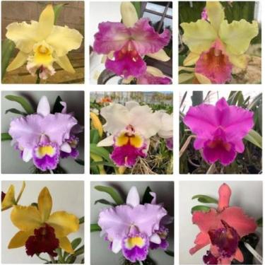 Imagem de KIT 5 Orquídeas Cattleyas Adultas sem Identificação - Jardim com Flore