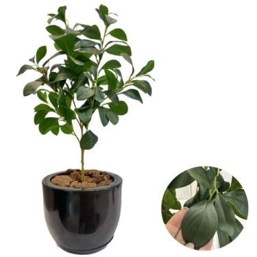 Imagem de Folhagem Artificial De Laranjeira Com Vaso Bojo Completo - PlantaImpor