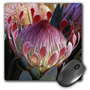 Imagem de 3dRose Mouse pad LLC 20 x 20 x 0,63 cm, flor Protea Haleakala Maui Hawaii Douglas Peebles (mp_89713_1)