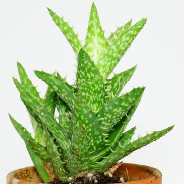 Imagem de Muda Aloe Dente De Tigre Boca De Crocodilo Suculenta 8cm a 10cm Natura