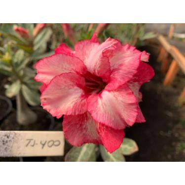 Imagem de Rosa do deserto TS400 Enxertada 