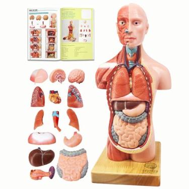 Imagem de EVOTECH 2024 mais recente modelo de corpo humano para crianças, 15 peças de modelo removível de anatomia do tronco humano de 28 cm com modelo de esqueleto de cérebro de cabeça de coração, cabeça,