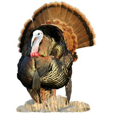 Imagem de Mossy Oak Graphics 24028-C 'Eastern Wild Turkey Strutting' Gráficos de interior recortados