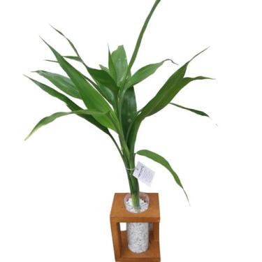 Imagem de Bambu da sorte aquática 3 hastes vaso decorativo - Quintal do bonsai 