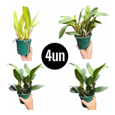 Imagem de Kit 4 Orquídeas Cattleyas Especial Aptas Floração -foto Real - docel@r