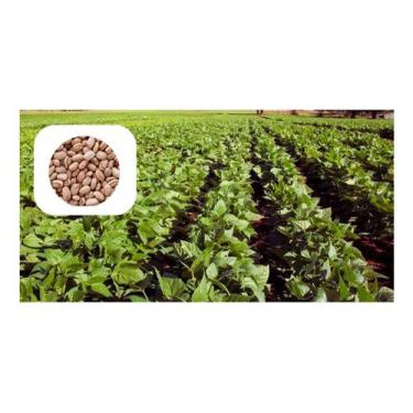 Imagem de Sementes de Feijao Carioca IAC 1850 - 1KG de Sementes - AGRANDA
