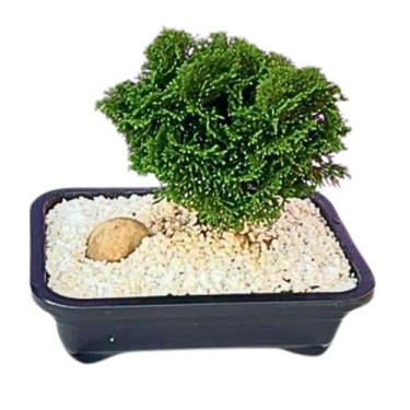 Imagem de Bonsai Tuia Anã - Nana Gracilis - 5 Anos - Mogabo