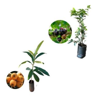 Imagem de Kit 2 Mudas - 1 Nêspera Gigante + 1 Jabuticaba Hibrida - AMK - Jardina