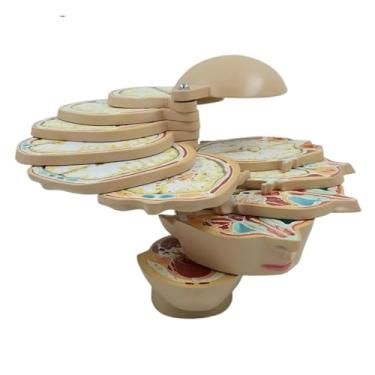 Imagem de Modelo de cabeça de disco humano, 12 peças, cérebro, nervos, músculos, tamanho real, ferramenta de ensino profissional, modelos anatômicos humanos