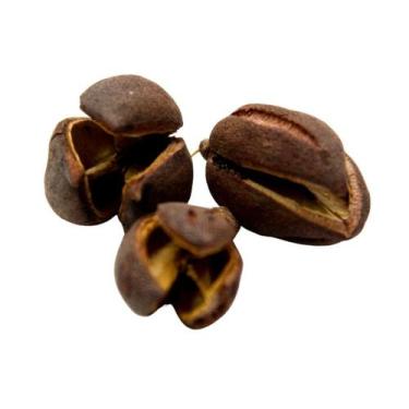 Imagem de Semente Cafezinho Natural p/ Decoração - Pense Flores