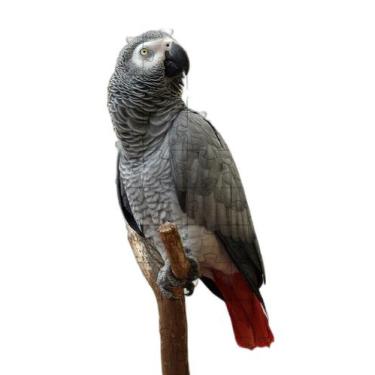 Imagem de 2 Quebra-Cabeças Inclusivos 40 Peças Aves Belas Mentes - Coleção Tea E