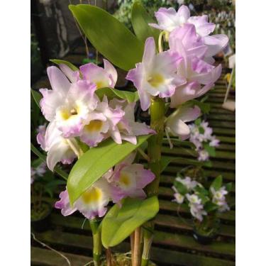 Imagem de Dendrobium Nobile Sweet Rose - Orquídea Adulto com Bulbos - Orquidário