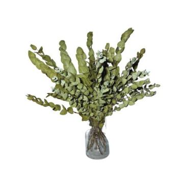 Imagem de Buque Eucalipto Desidratado Natural Arranjo Decoração Vidro - Inspira 