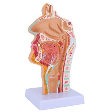 Imagem de faruijie Modelo De Anatomia Da Cavidade Nasal E Laringe - Modelo Médico De Anatomia Da Cavidade Nasal E Garganta Humana Para Ensino E Estudo