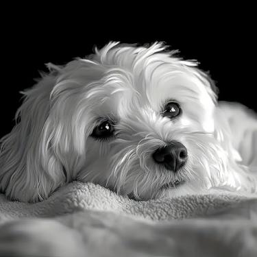 Imagem de Acelii Kits de arte de diamante 5D para adultos iniciantes, cães maltês giratório, faça você mesmo, broca redonda completa, kits de pintura de diamante, pintura de animais por diamantes, pontos, gem