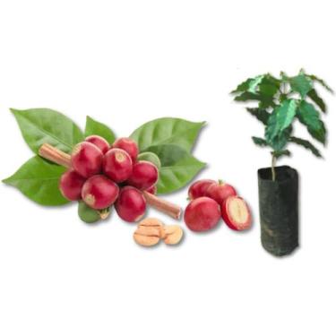 Imagem de Muda Café Catuaí -Coffea arabica - no-brand