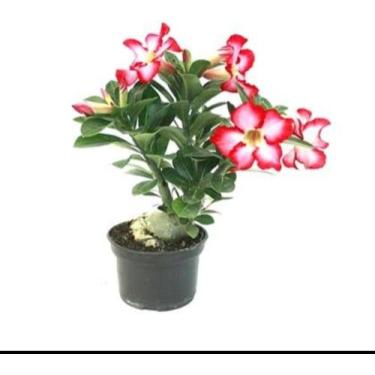 Imagem de Rosa do deserto com flores rosa vermelha branca - Quintal do bonsai