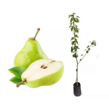 Imagem de Muda de Pera D agua 50 a 80cm AMK - Plantas Online - AMK Jardinagem e 