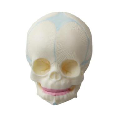 Imagem de simhoa Modelo de crânio recém -nascido Modelo de cabeçote bebê Aprendizagem realista Modelo de cérebro ósseo de cabeça humana para equipamentos de ensino