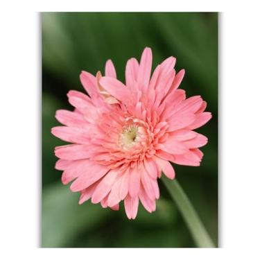 Imagem de Summit Designs Impressão de arte de parede de flor rosa sem moldura 28 x 35 cm - Gerbera Daisy Botanical Photography Poster quarto banheiro cozinha berçário decoração de quarto de meninas