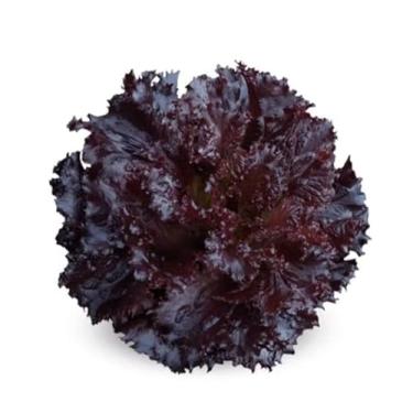 Imagem de 500 sementes de Alface Roxa Orgânica, Folhas Frescas de Hortaliça, Vegetal Roxo Escuro, Cultivado em Horta, 1 Unidade