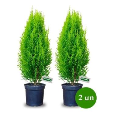 Imagem de Kit com 2 un tuia holandesa limão Pinheiro de natal - Green house 