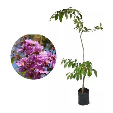 Imagem de Muda de Reseda Gigante 20 a 40cm AMK - Plantas Online - Genérico