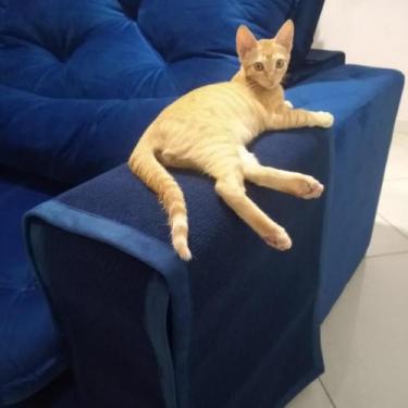 Imagem de Protetor De Sofa Gatos Duas Unidades Dir/esq - Au Au Miau Company, Azu