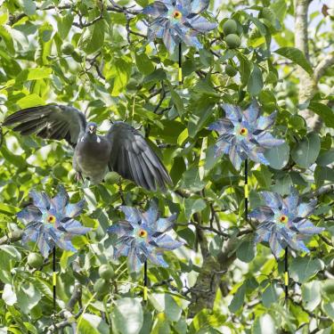 Imagem de TOPINCN Catavento Repelente de Pássaros, 8 Peças, Decoração Reflexiva de Jardim Com Design Durável para Controle Eficaz de Pássaros Em Jardins e Pomares (#1)