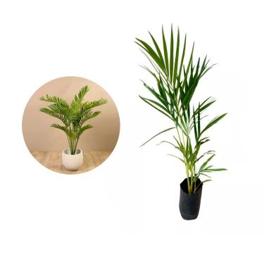 Imagem de AMK Jardinagem e Paisagismo, Muda de Areca Bambu 20 a 40cm AMK - Plantas Online