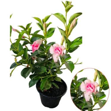 Imagem de Dipladenia Flor adulta exótica Decorativa Rosa - quintaldobonsai