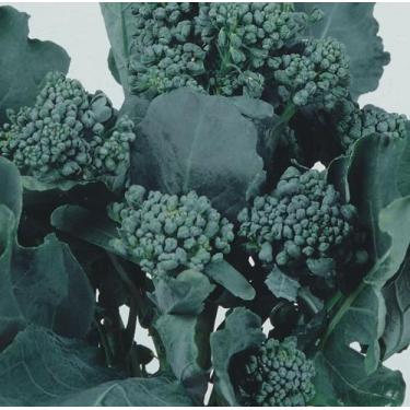 Imagem de Brocolis Ramoso Santana - 5gr De Sementes - Feltrin