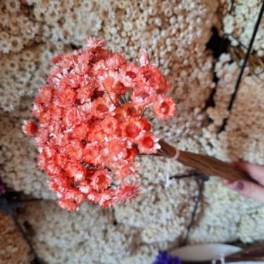 Imagem de Kit 1.600 Flores Sempre-Vivas Tipo 1 Extra | Flores Secas Naturais p/ Decoração, Arranjos e Presentes | Buquês Premium | Oferta Especial(Salmão)