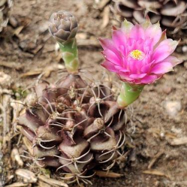 Imagem de Gymnocalycium Mihanovichii Var. Friedrichii - Sementes - Genérico