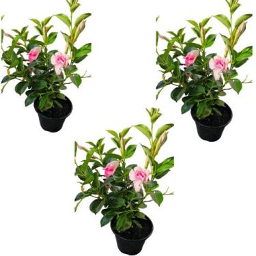 Imagem de dipladenia flor rosa adulta com vaso combo com 3uni - QUINTALDOBONSAI