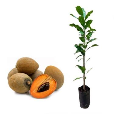 Imagem de Muda de Sapoti 20 a 40cm AMK - Plantas Online - AMK Jardinagem e Paisa