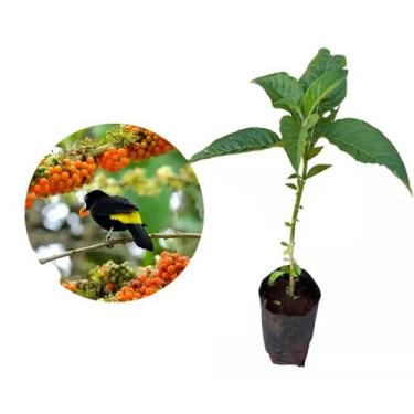 Imagem de Muda de Fruta do Sabia 20 a 40cm AMK - Plantas Online - AMK Jardinagem
