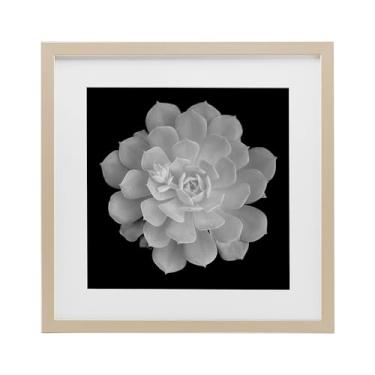 Imagem de Stupell Industries Impressão emoldurada de bétula com contraste de suculenta branco puro sob vidro, design por Phillip Flowers, 33 x 33