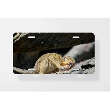 Imagem de Fuengirola Andaluciaspain Julho, Talapoin, macaco, Miopithe, capa para placa de carro - capa para placa de carro - 15 x 30 cm