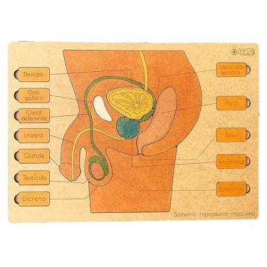 Imagem de Quebra-Cabeças Sistema Reprodutor Masculino - Montessori Ensino Biologia Humana