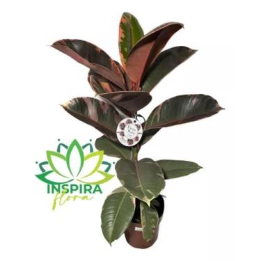 Imagem de Ficus Elástica Ruby Variegata P17 Planta Exótica E Rara Rosa - FLORA F