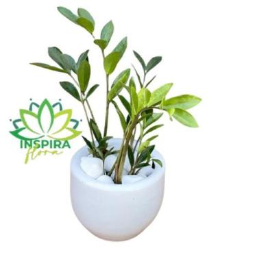 Imagem de Mini Zamioculca Com Vaso de Cerâmica Branco - Pote 11 - Inspira Flora