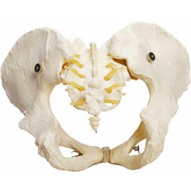 Imagem de Esqueleto Pélvico,  Anatomia Pelve Feminina - ANATOMIC